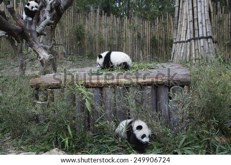 PANDA TRIPLETS HALF-BIRTHDAY The triplets, which reached 6-month-old on Feb. 1., were the fourth set of giant panda triplets born with the help of artificial insemination procedures in China.