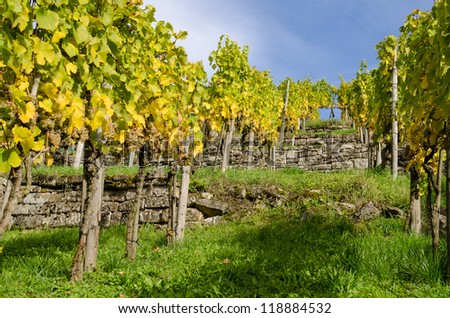 German vineyard with vine grapes in autumn