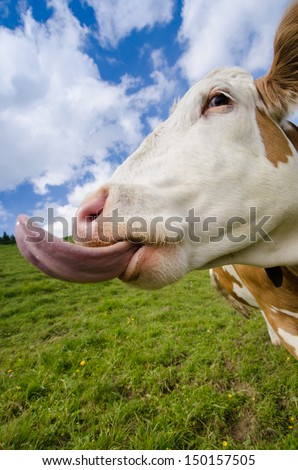 Funny cow on a green meadow is protruding her tongue