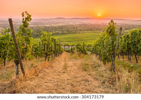 Vineyard with sun in the orange and red sky