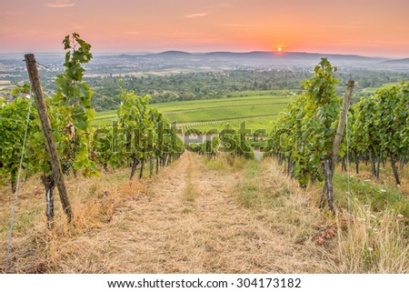 Sunrise at a vineyard in Germany