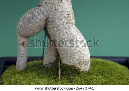 Ficus Bonsai Tree on Root Of A Ficus Bonsai Tree With Moss Stock Photo 26470741