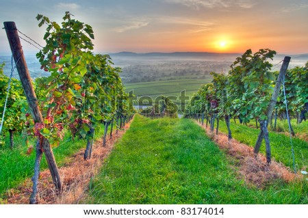 Morning sun in vineyard in Germany