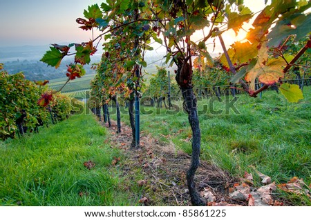 Vineyard in Germany in fall