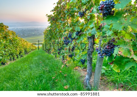Ripe grapes in a vineyard in Germany