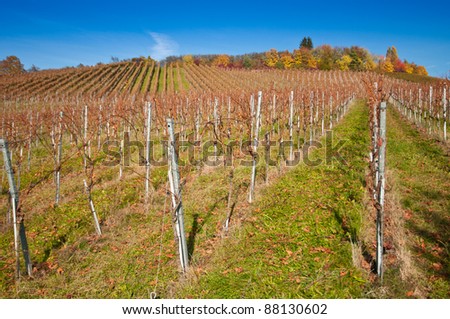 Autumn in a vineyard in Germany