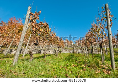 Stone wall with vines in a German vineyard