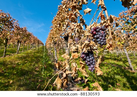 Bunches of grapes in a German vineyard