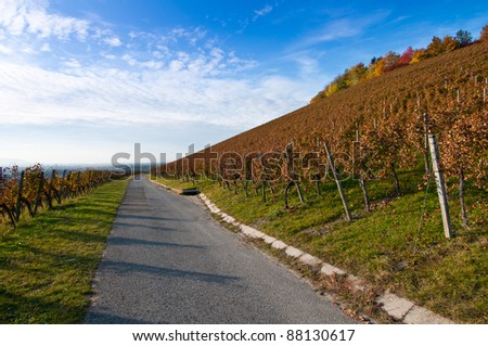 Vineyard and vines in Germany in autumn