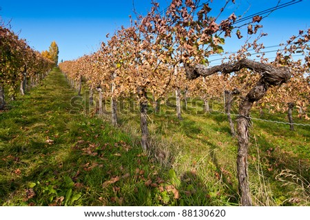 Vines in Germany in a vineyard