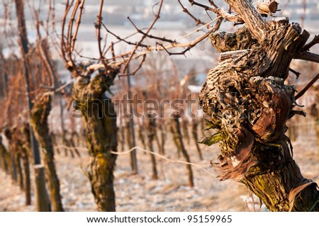 Old vines in a German vineyard in the winter cold