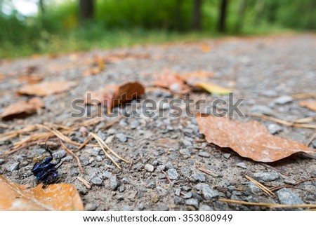 Door beetle at a forest path is lying on the back
