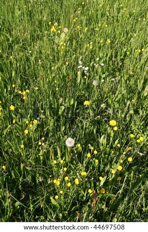 Flowery meadow