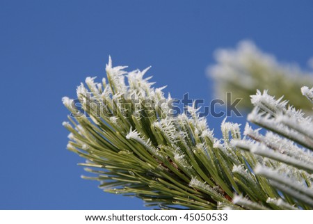 Evergreen plant in winter
