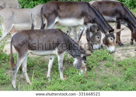 Donkey Farm Animal brown color standing on field grass