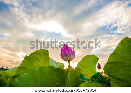 Lotus and lotus leaf, lotus is a symbol of Buddhism in Asia