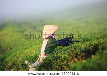 Mocchau highland, Vietnam: Farmers colectting tea leaves in a field of green tea hill on Otc 25, 2015. Tea is a traditional drink in Asia