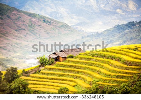 Rice fields on terraced near Sapa, LaoCai, Vietnam. Rice fields prepare the harvest at Northwest Vietnam.Vietnam landscapes.