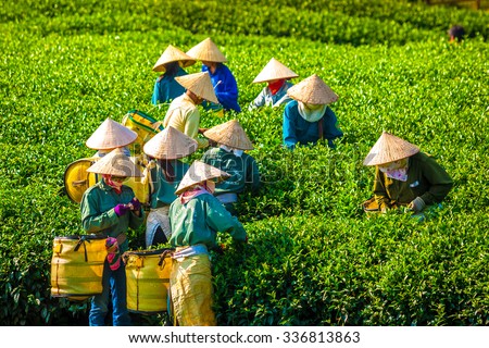 MocChau Highland, Son la Province, Vietnam Otc 25, 2015: Farmers collecting tea leaves on terrace green tea fileds in Moc Chau Highland. Tea is tradition drink in Vietnam, china, japan, korea, etc...