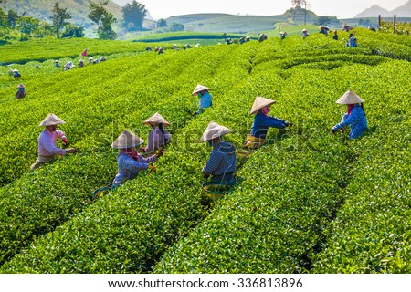 MocChau Highland, Son la Province, Vietnam Otc 25, 2015: Farmers collecting tea leaves on terrace green tea fileds in Moc Chau Highland. Tea is tradition drink in Vietnam, china, japan, korea, etc...