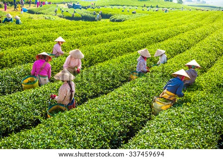 Mocchau highland, Vietnam: Farmers colectting tea leaves in a field of green tea hill on Oct 25, 2015. Tea is a traditional drink in Asia