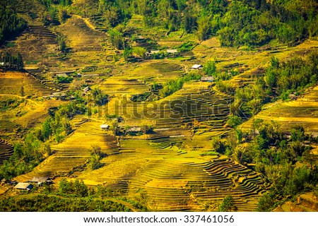 Laocai, Vietnam, Sep 11, 2015: Rice fields on terraced near Sapa, Laocai, Vietnam. Rice fields prepare the harvest at Northwest Vietnam. it\'s a famous location for trave