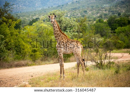 Cute Giraffe on the side of the road