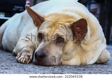 Sad dog in Thailand.  Fat dog sleep in sadness and despair. .Sad dog because it\'s very fat, so the patient and disease.