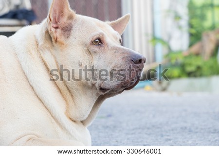 Sad dog in Thailand.  Fat dog sleep in sadness and despair. .Sad dog because it\'s very fat, so the patient and disease.