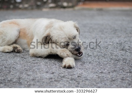 A dog gnawing a bone. A white dog cross-examination is gnawing a bone