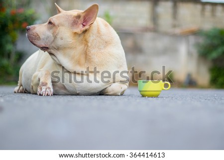 Fat dog with cup in-Thailand