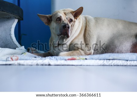 Sad dog in Thailand. Fat dog sleep in sadness and despair. .Sad dog because it's very fat, so the patient and disease.
