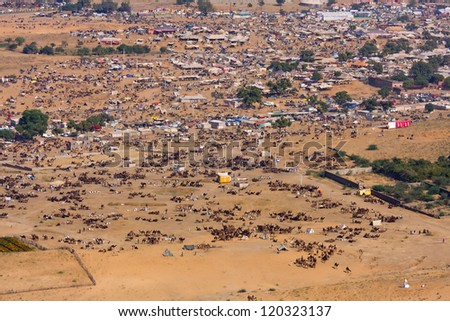 PUSHKAR, INDIA - NOVEMBER 24: Pushkar Camel Mela (Pushkar Camel Fair) on November 24, 2012 in Pushkar, Rajasthan, India. This fair is the largest camel trading fair in the world.