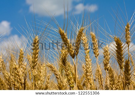 Gold field of wheat against blue sky