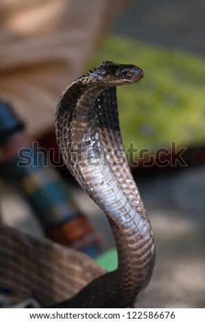 King cobra snake in northern India