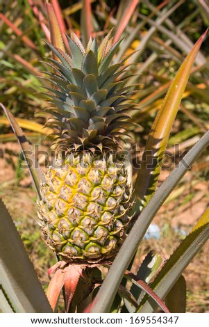 Fresh tropical pineapple planting in farm, Thailand.