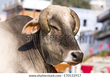 Indian holy cow in front of the typical Indian house, Varanasi, India