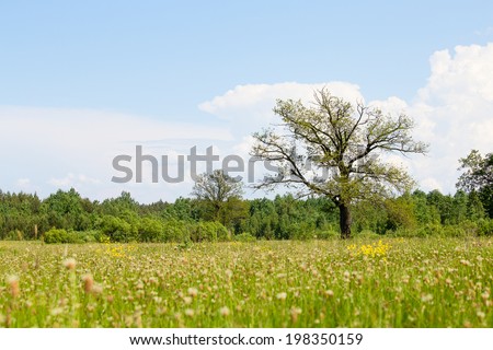 Oak tree on a meadow with grass. Ecology concept panorama with blue sky background . Ukraine