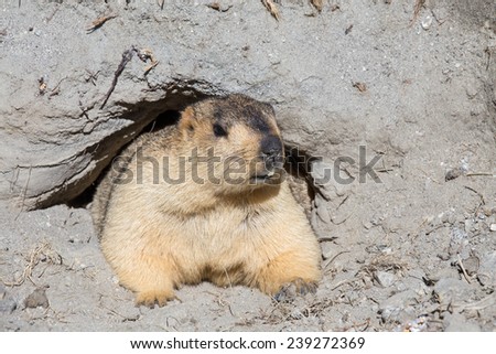 Funny marmot peeking out of a burrow in Ladakh, India
