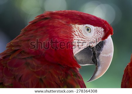 Red Macaw Parrot in Bali Bird Park, Indonesia
