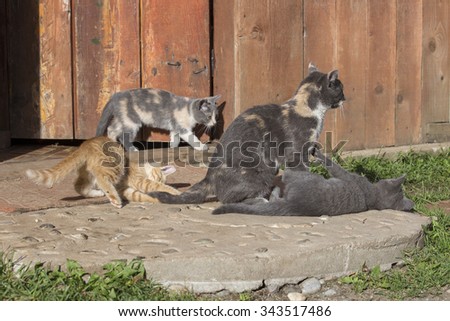 Mother cat and little funny kittens playing outdoors in summer.  Close up