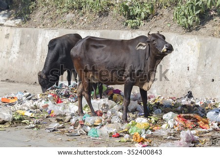 RISHIKESH, INDIA - OCTOBER 19, 2014 : Cow eat rubbish in Rishikesh, India