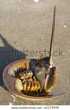 horseshoe crab cartoon. stock photo : horseshoe crab