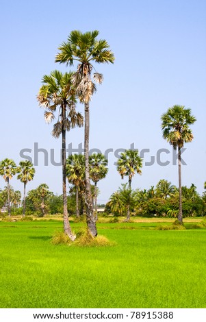 Rice field in early stage. Coconut tree at background.