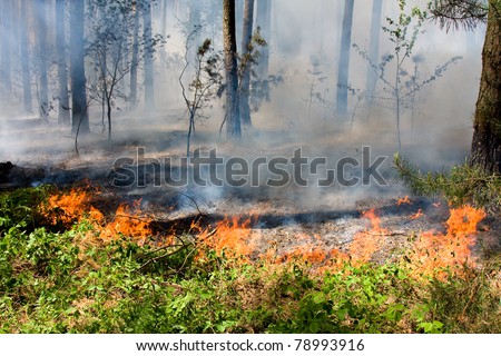 Fire burning in a pine forest .