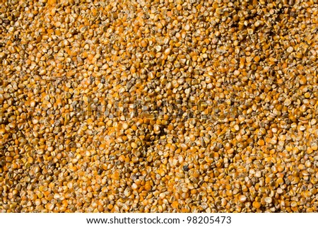Grains of maize background