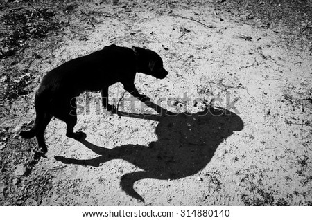 Wandering dog is followed by its shadow