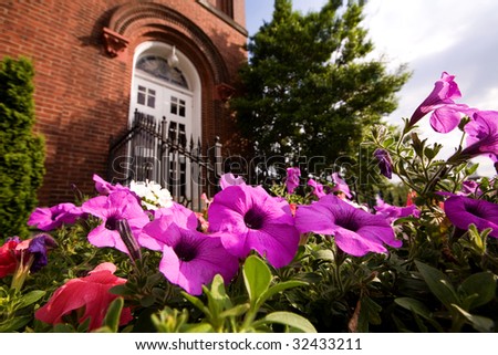 petunias in church yard