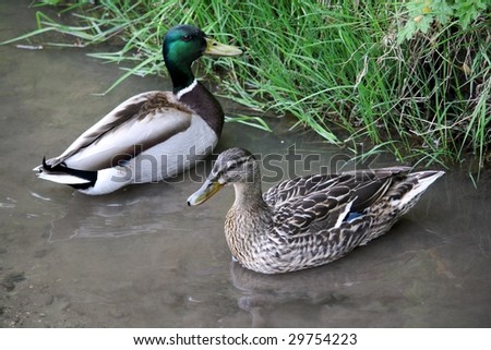 புறாபோன்ற வாத்து. - Page 3 Stock-photo-mallard-ducks-male-and-female-29754223