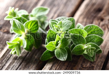 Oregano plants. On a wooden background